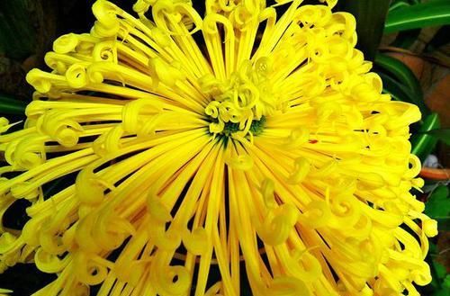  皇冠■喜欢赏菊，就养盆“珍稀名菊”国华皇冠，似金光四射，光彩夺目