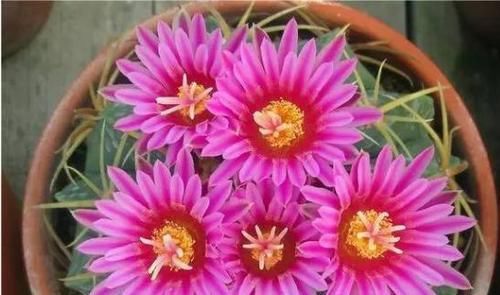  『绯花』绯花玉，越懒开花越爆盆，一个月不喝水，花色妖艳开满盆，美极了