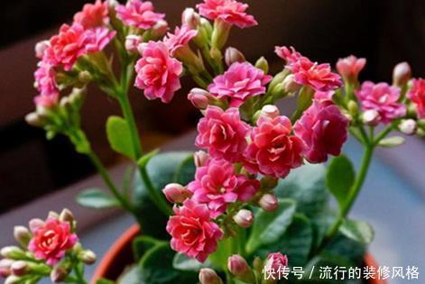 芦荟|谁说卧室不能养花?这三种花夜晚释放大量氧气,助你安心入眠