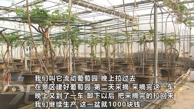  「农业生产」阳台变田园 盆栽蔬菜你家阳台有吗