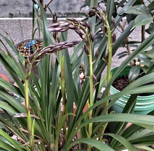  [花箭]养兰花，“2懒1勤”别规矩，新芽冒不停，花箭“半米高”