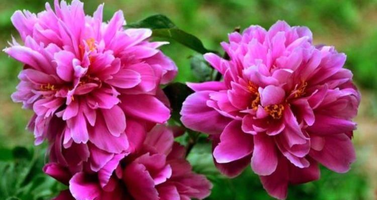  「越养越」夏天养花，3种花不能少，好养易活花量大，开花漂亮花期长，越养越喜欢