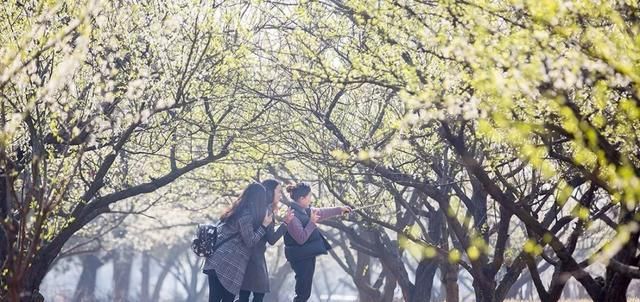  「攻略」2020年最强放假攻略！你准备什么时候来敬亭山？