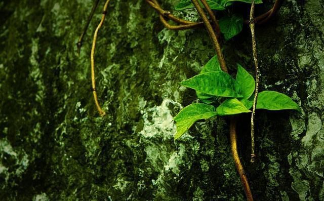 比灵隐寺低调，更少有游客踏入，浙江还有一座古色古香的古寺