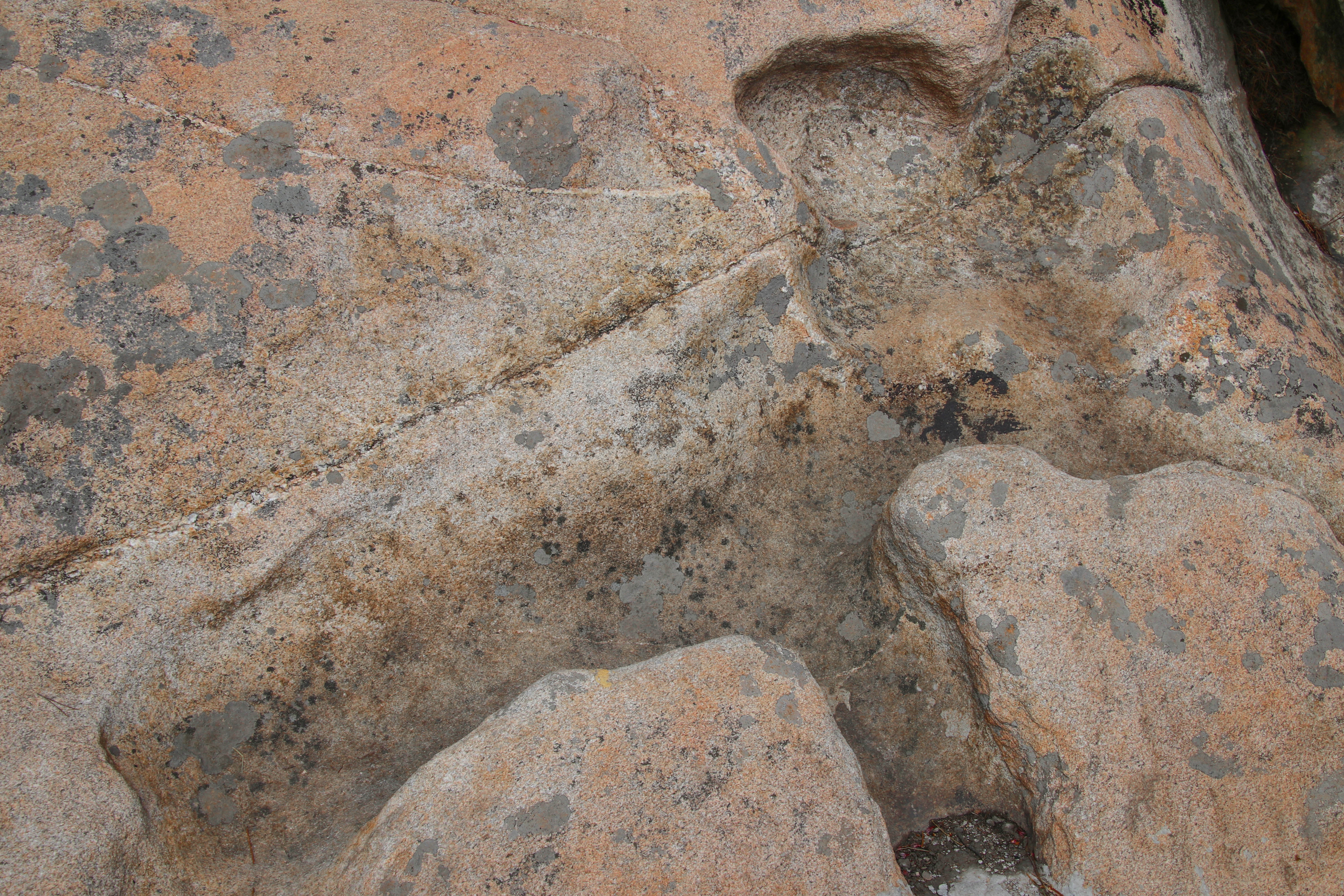 来沂蒙山，我“养”你啊