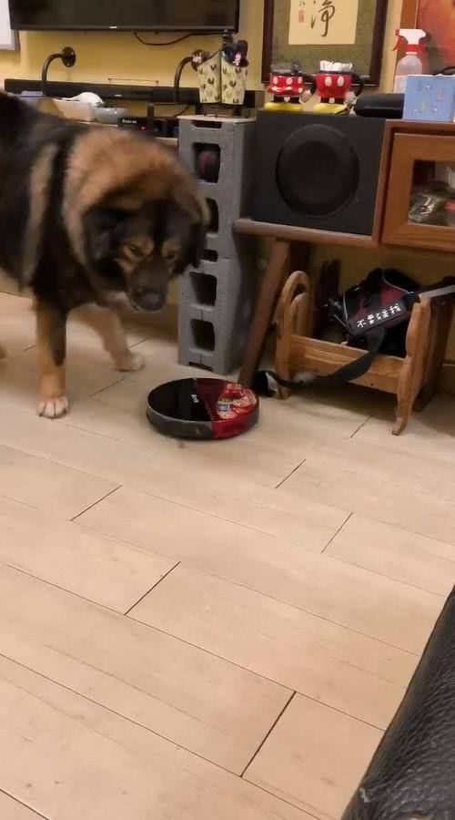  『转身』160斤高加索犬被欺负，转身向主人撒娇，而凶手居然是扫地机器人