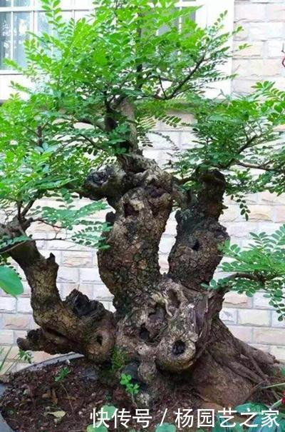 『幽香』清香木花如其名,叶子散发淡淡幽香,养成盆景价值更高