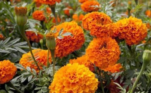  【暗淡】居家养此款花卉，开花似惊鸿起舞，花开高贵冷艳，花香幽香暗淡