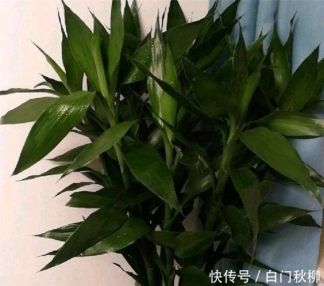  『新叶』养铜钱草富贵竹，注意3细节，新叶蹭蹭蹿，叶片绿流油，长超旺！
