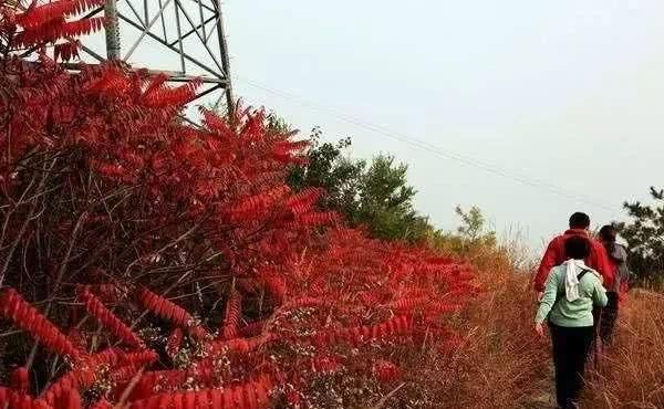 北京周边人少景美的红叶观赏地，只有去过才知道！