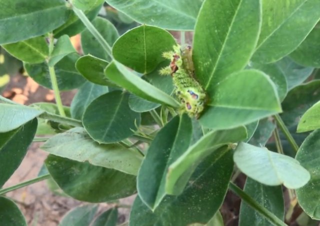  野果|藏在花生地里的“宝贝”，以前人见人怕，如今网上一斤100