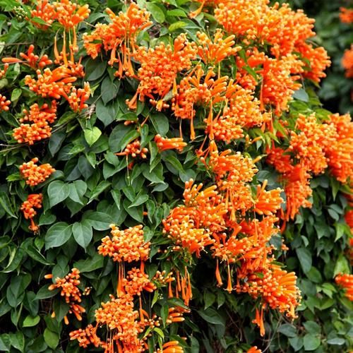  室内外■喜欢花的人有福了！家里种这几款“植物花”，好养耐活，忒漂亮