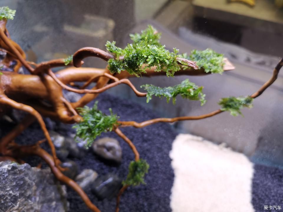  『水质』我家的花花草草第十四季-新手折腾水草缸