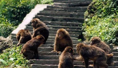 景区猴子撕扯游客背包翻零食，无底线纵容，还是该制止？