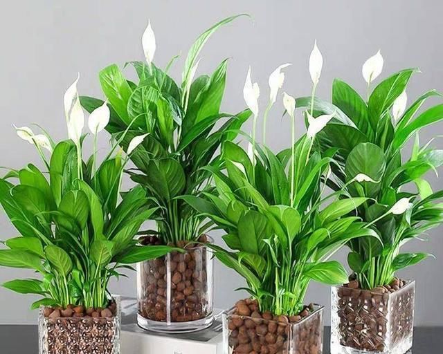  「长寿花」新手养花?就选这几种,平时少折腾,掌握精髓,养啥也爆盆