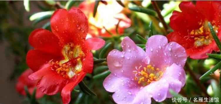  【就可以】4种花“随手”掐根枝，插土里就活，7天生根，立夏花开爆满盆！