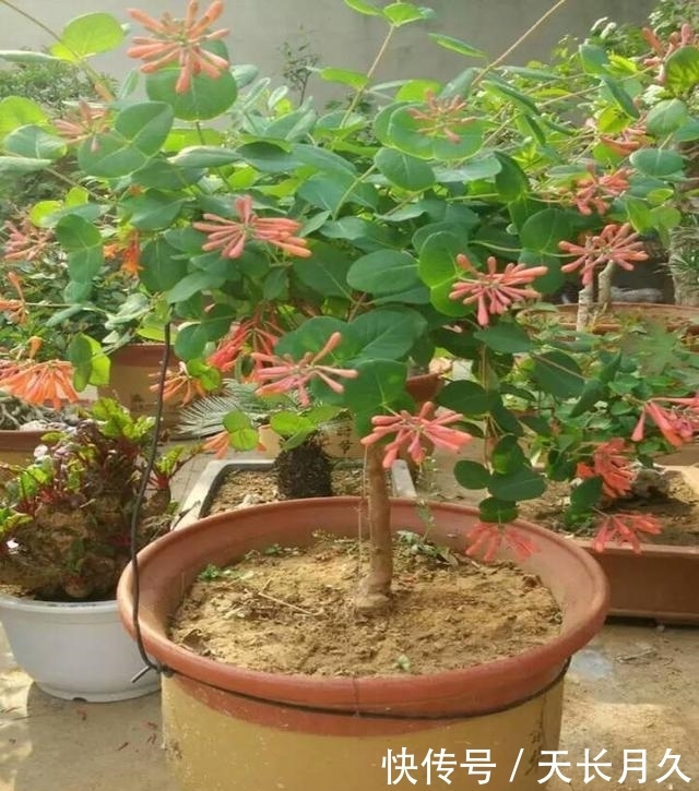 好处■此花人称“花界宝藏”,耐寒易爆盆,家里养一盆,好处多到数不清
