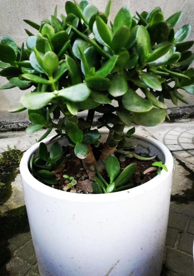 『养分』没想到玉树也能开花,茂盛小花倍感珍惜,学会技巧就能年年赏!