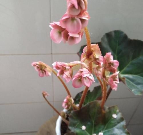  [花养]想要把花养的好，关键在于它的地方，不如放在窗台上试试！