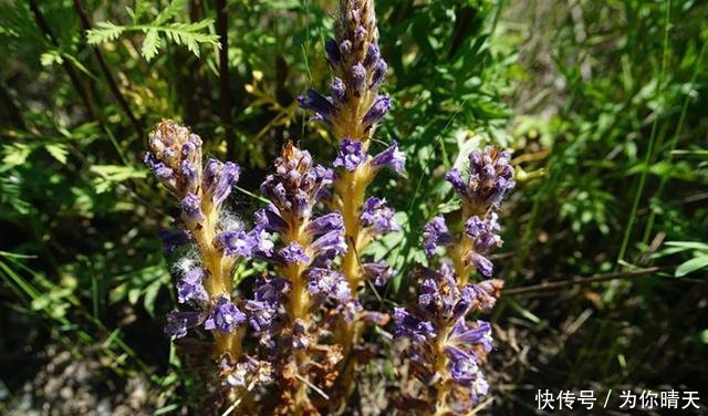  人工种植@它无根又无叶，只能寄生在蒿草上，价值十分珍贵，见到