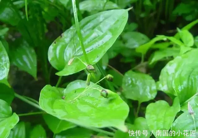 竟然|四种“叶上花”,竟然真的在叶子上“开花”,罕见又别致!