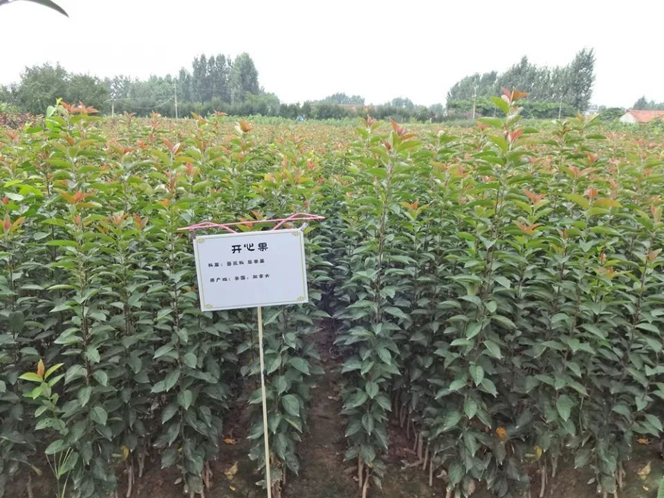  进口|曾靠进口才能吃到，如今产量一年比一年高，农民却说越种越