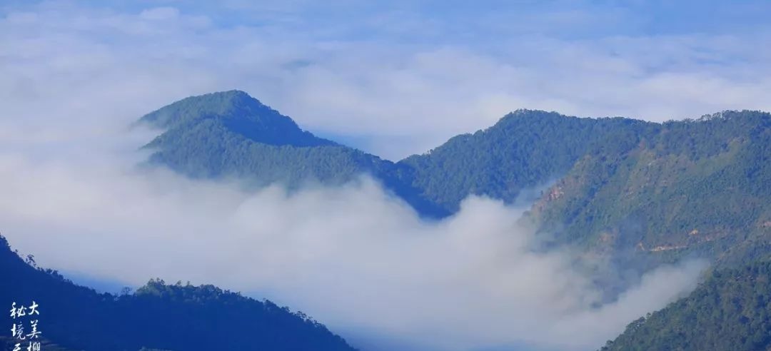 大美无量丨樱花谷的樱花又开了,未来20天,赏花正当时