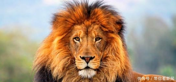 其他动物的活动