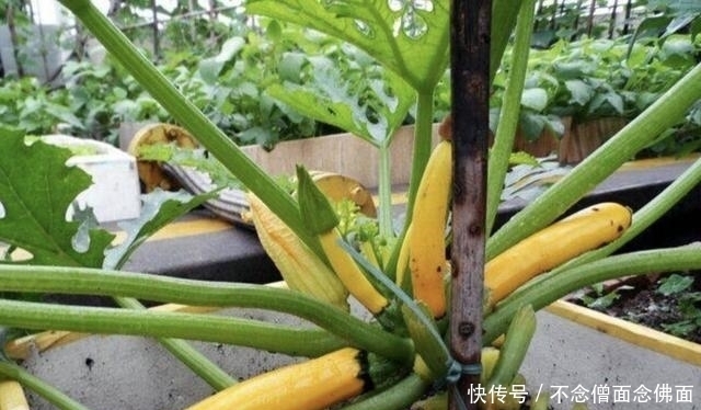  「果子」奇特的1种“香蕉瓜”，皮色金黄，犹如“香蕉”，有观赏价值