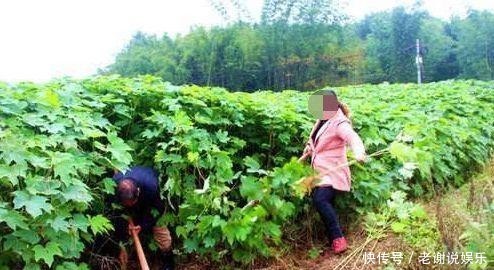  #果实#树干不值钱，果实有毒也不能吃，却被农民大量种植