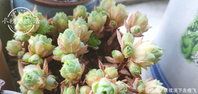 潜在开挂区|养多肉,地域很重要,来看看你是在开挂区,还是地狱逆挂区