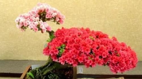  「插穗」杜鹃这样扦插，管理简单，成活率高，20天就生根！