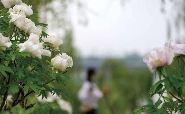  「牡丹」牡丹正在盛开，洛阳最大的公园，看牡丹没有门票