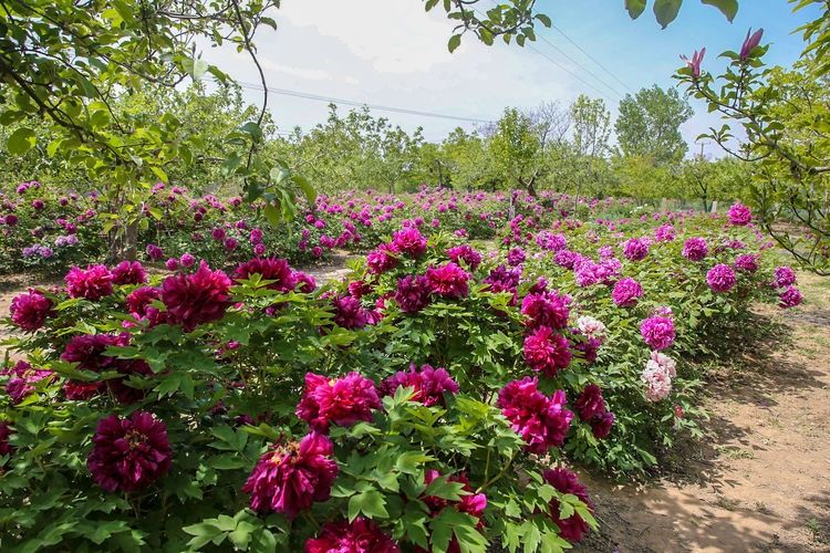  『欣赏牡丹花』71岁农民耗时40年家门口建牡丹园，1株镇园之宝10万不卖，啥样子