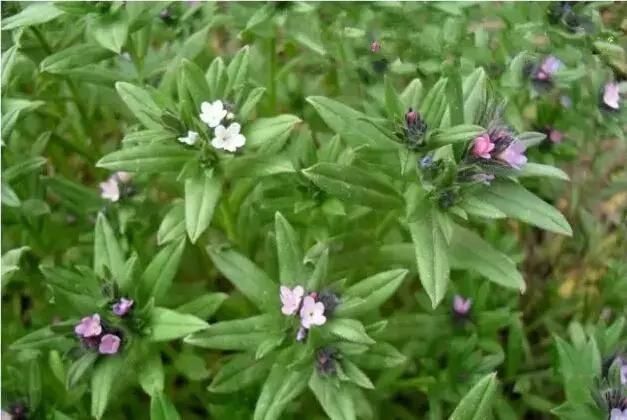  「别称」30种 ·野草的美，你认识几个？