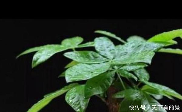  「么就会出现」如何让发财树枝繁叶茂？专业人士传授技术，果然不同凡响！