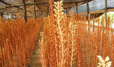  【种群】中草药种植，天麻种群退化的防控措施，来学学