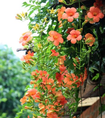  [院子]在院子种一棵凌霄花,1年爬满整个房子,花海一样