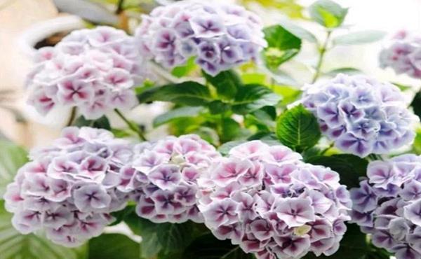  『花开花』常见的5个绣球花黄叶原因，搞明白了绣球花开花爆盆成老桩