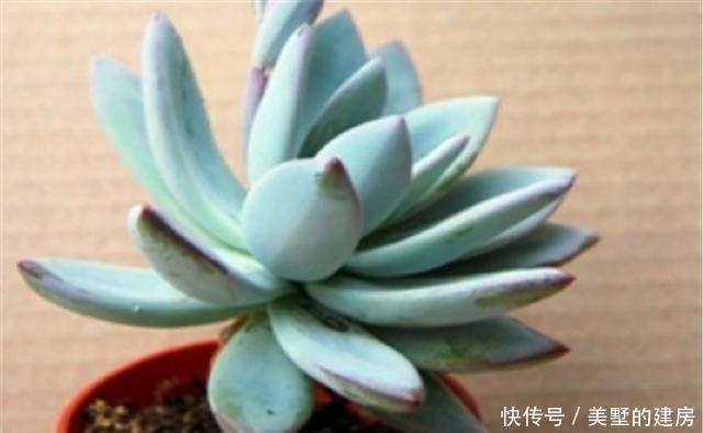 光照|好养优美的多肉霜之朝,养护中这3点一定要知道,上色塑型全靠它