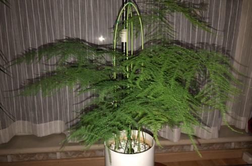  『放错』7种花耐荫花，放错位置不用一周就黄叶！