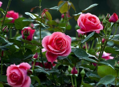 『修剪』月季花开谢后,做好这件事,花苞越开越多