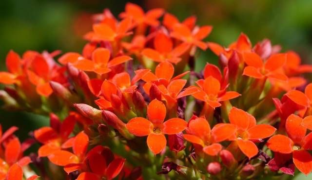 越养越@养花就养3种花,开花漂亮能养人,格调贵气品质好,越养越喜欢