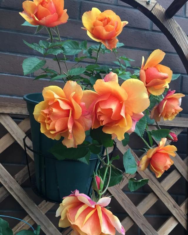  #图片作者#有一颗爱花的心，就算只有个封闭小阳台，也能养出一片花海！