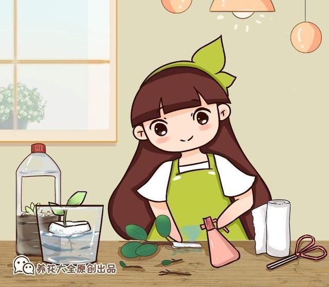 扦插■只用叶子也能扦插,这花把叶子剁5段,插到土里就能长成5盆花
