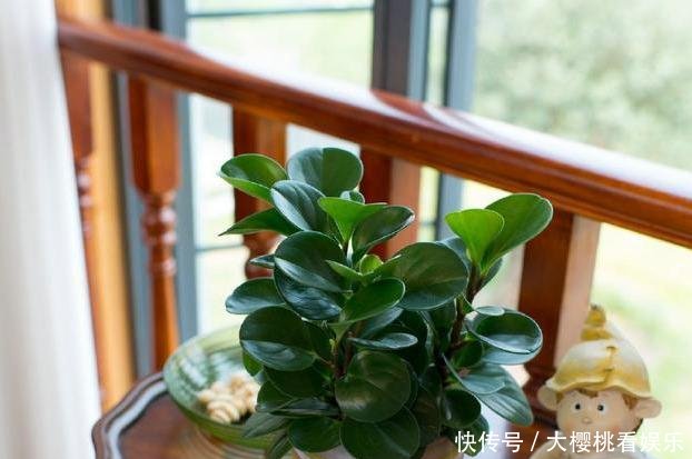  「豆瓣绿」这些盆栽，别花钱买，剪个叶子，沾土就生根，一年爆出十几盆