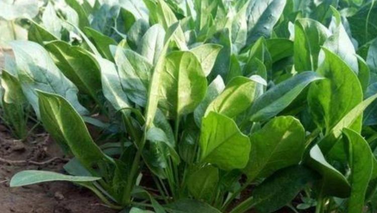  『漂亮』“3种菜”盆栽阳台，好养漂亮，2周就能吃，延缓衰老，越吃越年轻！