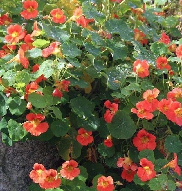  『绿萝』这花花期100天，一个枝条扦插一盆，叶子像荷叶，比绿萝漂亮好养