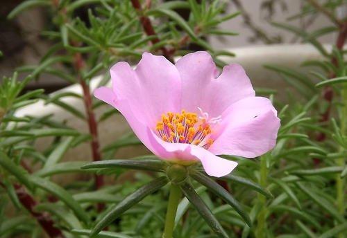  『栀子花』这4种花最喜欢沐浴阳光，不担心晒伤，反而开花爆盆