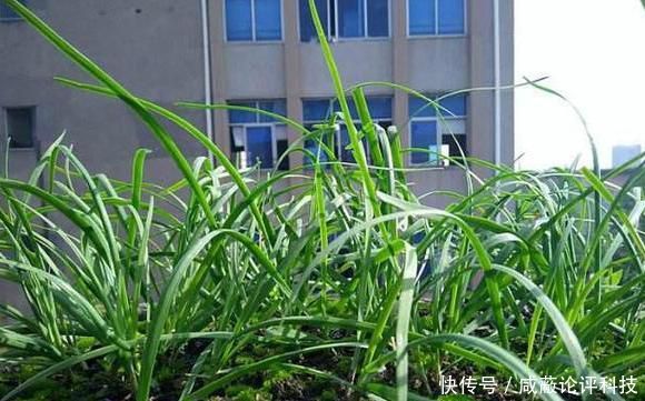  『割完』阳台盆栽韭菜该如何管理？用上2个小技巧，绿叶割完一茬又一茬